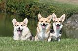 CORGI PEMBROKE 241